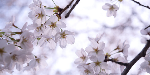 Backlit cherry blossom flowers with copy space　逆光で透ける桜の花 コピースペース