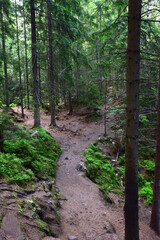 A winding dirt path between trees in an evergreen coniferous forest