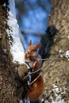 beautiful fluffy red squirrel (Sciurus vulgaris) in winter forest