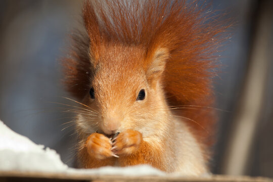 beautiful fluffy red squirrel (Sciurus vulgaris) in winter forest