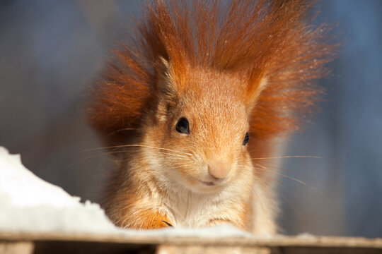 beautiful fluffy red squirrel (Sciurus vulgaris) in winter forest
