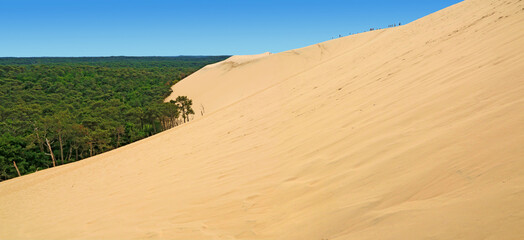 La haute dune du Pilat  dont le sable envahit la forêt des Landes de Gascogne.