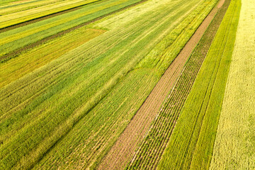 Aerial view of green agricultural fields in spring with fresh vegetation after seeding season on a warm sunny day.