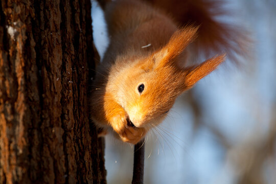 beautiful fluffy red squirrel (Sciurus vulgaris) in winter forest