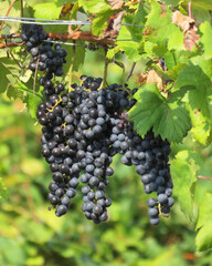 Shiraz grapes and wine leaves ART