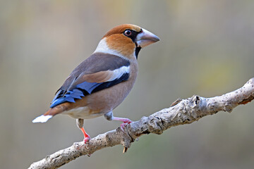 Frosone - Coccothraustes coccothraustes