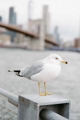 Seagull by the Hudson river