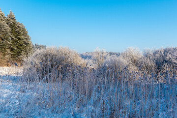 trees in winter