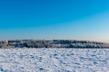 winter landscape in the forest