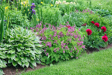 Plants growing in a perennial plant border. - 477359781