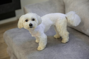 Maltese lapdog puppy stands on the sofa in the living room. Loving pet.