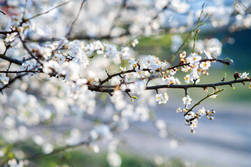 Fruit tree twigs with blooming white and pink petal flowers in spring garden.