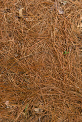 A covering of pine straw in a flower bed for winter