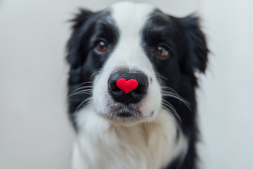 St. Valentine's Day concept. Funny portrait cute puppy dog border collie holding red heart on nose...