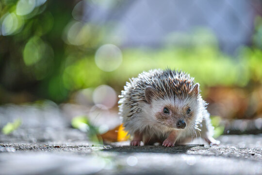 Small african hedgehog pet on green grass outdoors on summer day. Keeping domestic animals and caring for pets concept