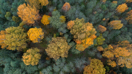 Autumn forest aerial drone view