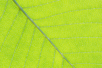 green leaves macro texture background