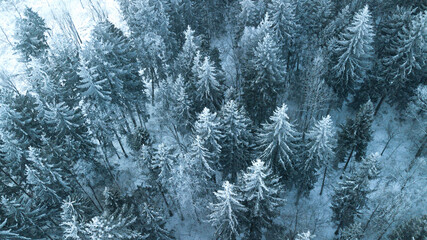 Aerial view of snow covered pine forest