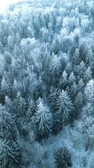 Vertical banner of pine forest from drone. Winter holidays time.Nature concept