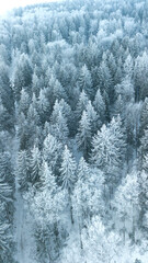 Aerial view of snow covered pine forest.Vertical banner