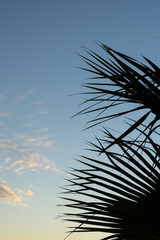 silhouette of palm leaves and scenic golden sky at sunset
