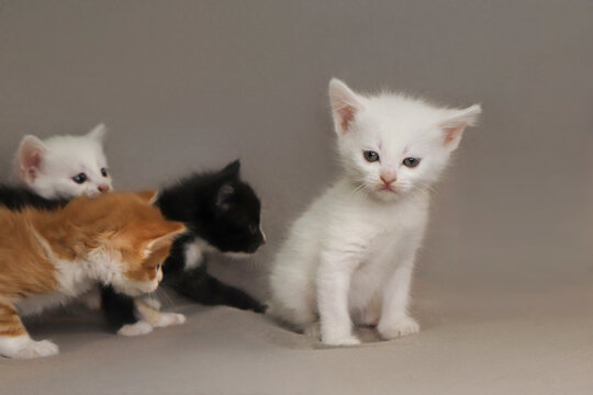 A group of small kittens of 1 month on a gray background.