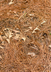 A covering of pine straw in a flower bed for winter
