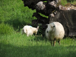 Obraz premium a solo trip to north wales