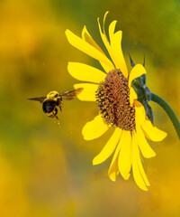 Bumble bee flying toward a sunflower