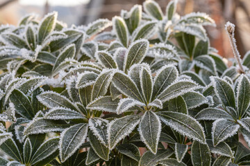 Blätter mit Raureif
