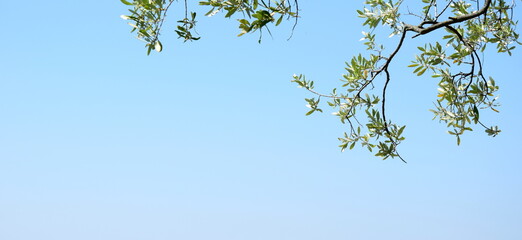 Olivenzweige mit Oliven, isoliert und freigestellt vor hellen Hintergrund	