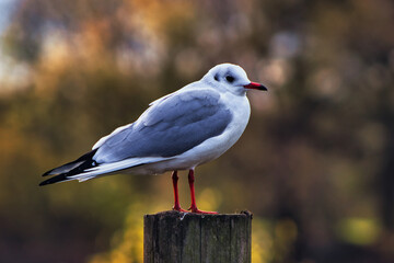 black headed seagull on the pole in the park near a lake