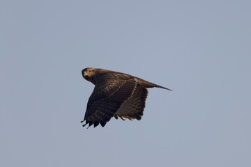 Common Buzzard Buteo buteo in flight on blue sky