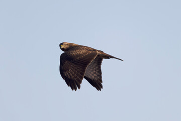 Common Buzzard Buteo buteo in flight on blue sky