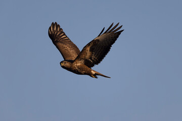 Common Buzzard Buteo buteo in flight on blue sky