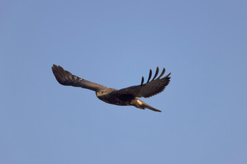 Common Buzzard Buteo buteo in flight on blue sky