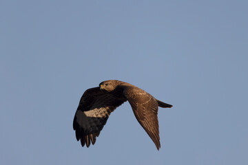 Common Buzzard Buteo buteo in flight on blue sky