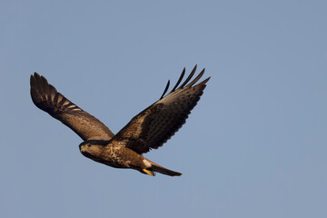 Common Buzzard Buteo buteo in flight on blue sky