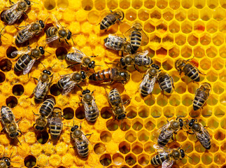 Beginning of work of the young queen bee.