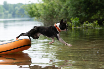 Boston Terrier springt vom Stand up paddle (SUP)