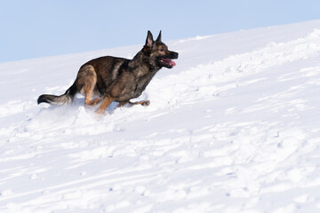 Schäferhund im Schnee