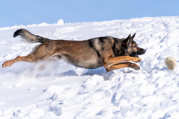 Schäferhund schnappt Ball