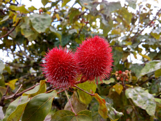 Urucum fruits. Achiote (Bixa orellana). Tree that produces red fruits known in Brazil as "urucum".