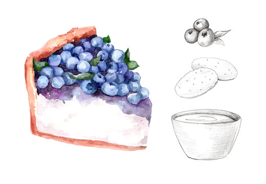 Blueberry. Cheesecake with berries. Watercolor botanical illustrations. Hand drawn watercolor painting blueberry on white background.