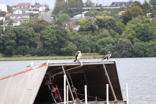 Cormorant or Pied Shag on a ski jump in Auckland New Zealand