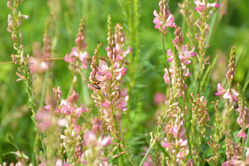 In the meadow among the herbs blooms sainfoin (onobrychis).