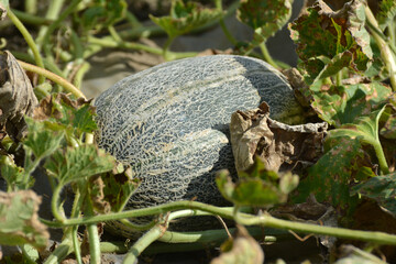 Obraz premium Melon grows in open organic soil