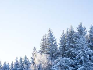 Winter forest on a frosty day, trees covered with snow