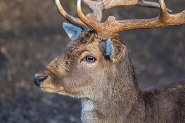 Dama European fallow deer brown color wild ruminant mammal on pasture in autumn winter time, beautiful woodland animal