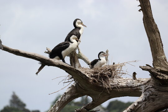 Cormorant or Pied Shag family in Auckland New Zealand